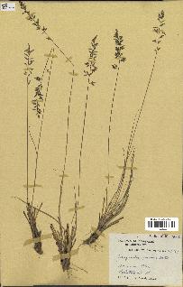 spécimen de Eragrostis perennis