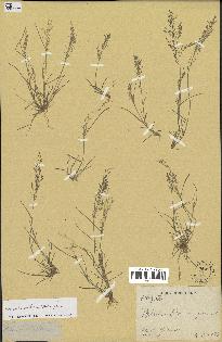 spécimen de Eragrostis pectinacea