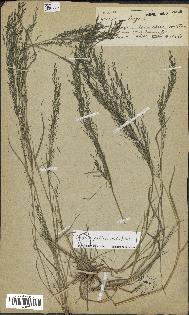 spécimen de Eragrostis pectinacea