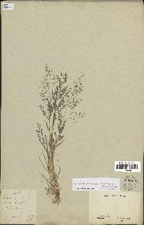 spécimen de Eragrostis pectinacea