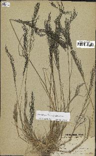 spécimen de Eragrostis pectinacea