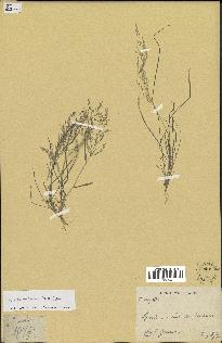 spécimen de Eragrostis pectinacea