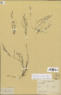 spécimen de Eragrostis pectinacea