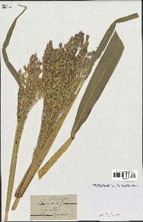 spécimen de Sorghum vulgare