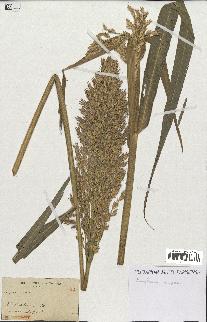 spécimen de Sorghum vulgare