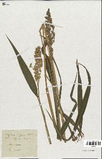 spécimen de Sorghum vulgare