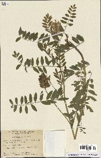 spécimen de Astragalus canadensis