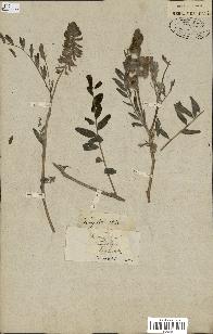 spécimen de Astragalus canadensis