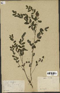 spécimen de Astragalus canadensis