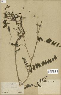 spécimen de Astragalus canadensis