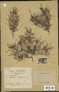 spécimen de Astragalus russelii