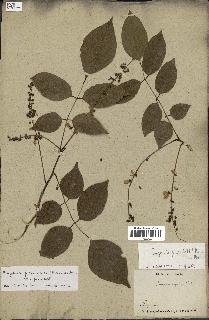 spécimen de Pongamia pinnata