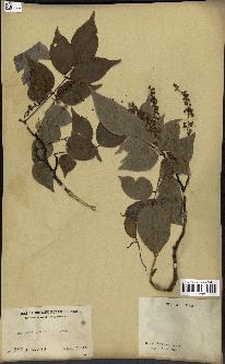 spécimen de Pongamia pinnata