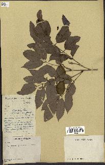 spécimen de Pongamia pinnata