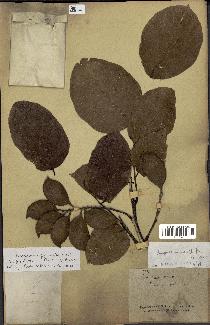 spécimen de Pongamia pinnata