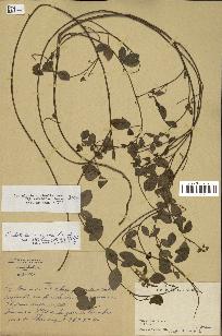 spécimen de Crotalaria uncinella
