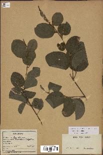 spécimen de Desmodium velutinum