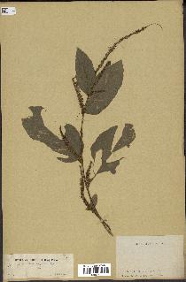spécimen de Desmodium velutinum