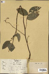 spécimen de Desmodium velutinum