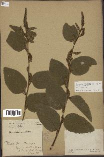 spécimen de Desmodium velutinum