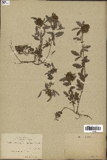 spécimen de Desmodium barbatum