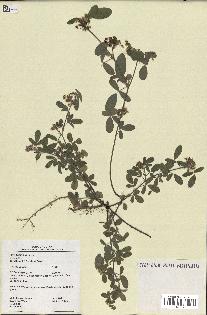 spécimen de Desmodium barbatum