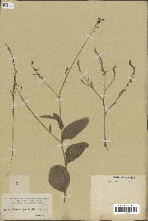 spécimen de Desmodium barbatum