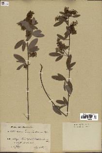 spécimen de Desmodium barbatum