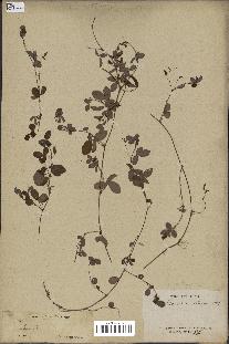 spécimen de Desmodium triflorum