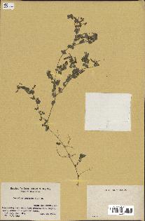 spécimen de Desmodium triflorum