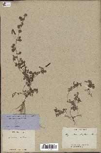 spécimen de Desmodium triflorum