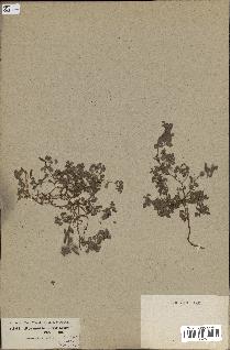 spécimen de Desmodium triflorum