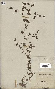 spécimen de Desmodium triflorum