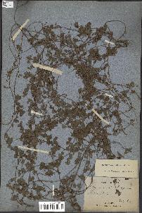 spécimen de Desmodium triflorum