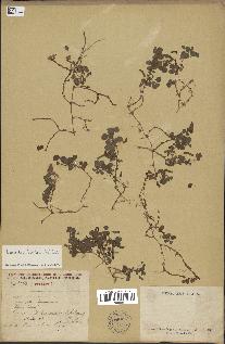 spécimen de Desmodium triflorum