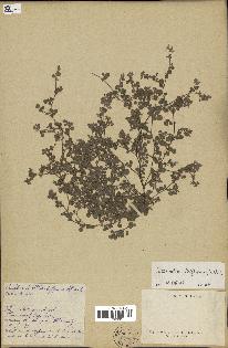 spécimen de Desmodium triflorum