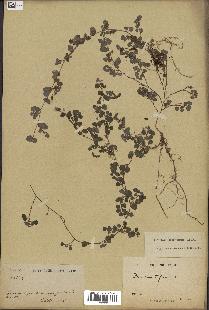 spécimen de Desmodium triflorum