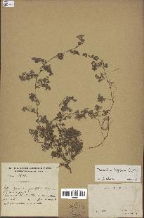 spécimen de Desmodium triflorum