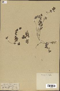 spécimen de Desmodium triflorum