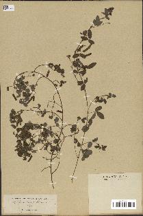 spécimen de Desmodium triflorum