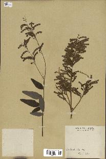 spécimen de Desmodium canadense