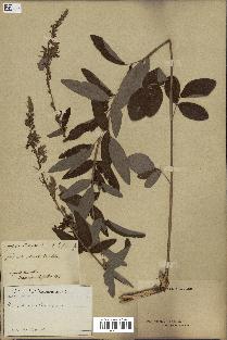 spécimen de Desmodium canadense