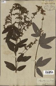 spécimen de Desmodium canadense