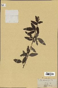 spécimen de Desmodium canadense