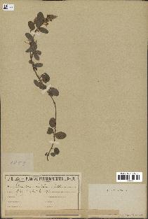 spécimen de Desmodium barbatum