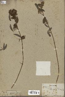 spécimen de Desmodium barbatum