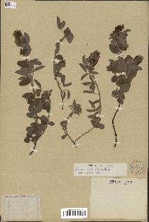 spécimen de Desmodium barbatum