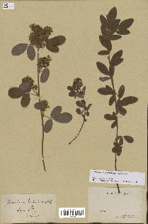 spécimen de Desmodium barbatum