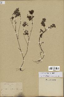 spécimen de Desmodium barbatum