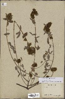 spécimen de Desmodium barbatum